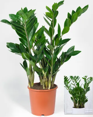 Produktbild von BALDUR Garten 1x Zamioculcas ca. 55-65 cm hoch, Pflanze im 17 cm-Topf, Glücksfeder, Zamie, Zamia Farn, Zamia Palme, pflegeleichte Zimmerpflanze, Grünpflanze, mehrjährig - frostfrei halten