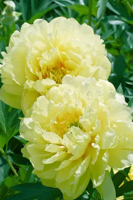 Produktbild von Paeonia 'Bartzella', Pfingstrose, gelb, 5-7,5 Liter Container