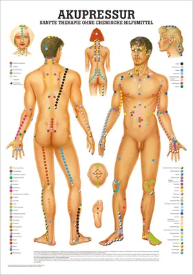 Produktbild von Akupressur Lehrtafel Anatomie 100x70 cm medizinische Lehrmittel