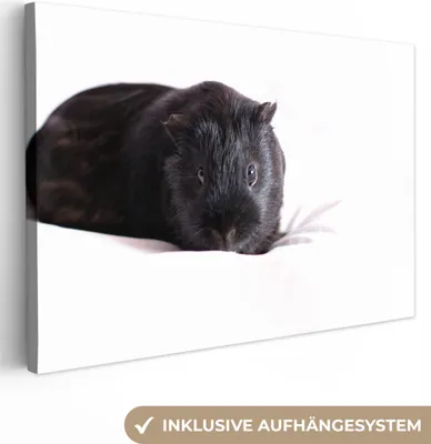 Produktbild von OneMillionCanvasses® - Leinwandbilder - 150x100 cm, Schwarzes Meerschweinchen, Wandbilder Kunstdruck Wanddekoration