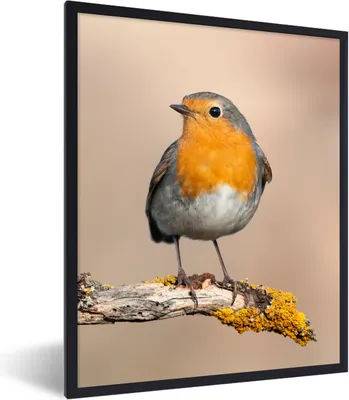 Produktbild von MuchoWow® Gerahmtes Poster Rotkehlchen - Vogel - Zweig - Tiere 60x80 cm - Poster mit Schwarzem Bilderrahmen Wandposter Rahmen Foto Bilder - Premium - Wanddeko Wohnzimmer