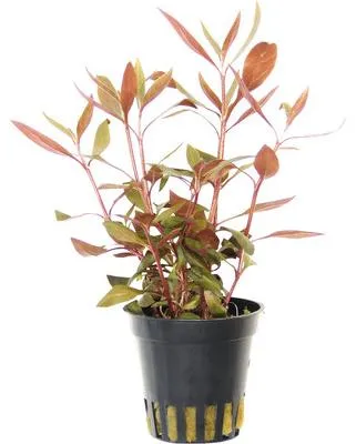 Produktbild von Mini-Papageienblatt - Alternanthera reineckii Mini T/10