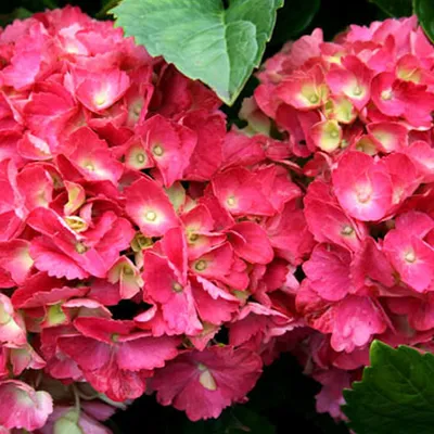 Produktbild von 2 x  Hortensie  - Hydrangea macrophylla 'Hamburg'  | 25-30 cm in Container