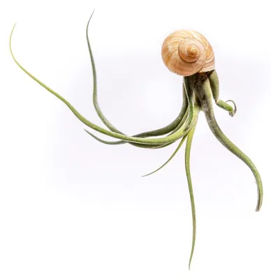 Produktbild von Gardners Schnecken mit Tillandsien, auch bekannt als "Medusenköpfe"