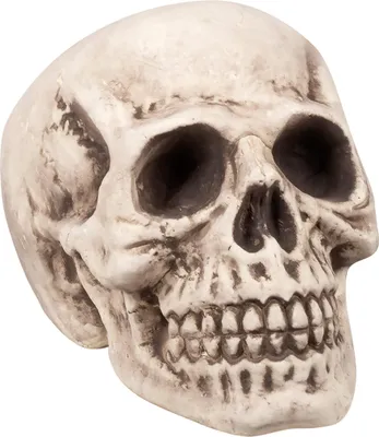 Produktbild von Halloweendecoratie: Schedel Bighead (23 x 22 x 31cm)