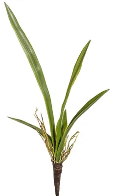 Produktbild von Künstl. ORCHIDEENLAUB 45cm. Mit 6 Orchideenblätter und Luftwurzeln.