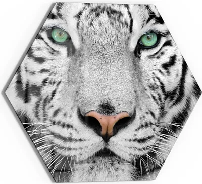 Produktbild von DEQORI Glasbild Echtglas 40x35 cm 'Blick des Tigers' Wandbild Bild modern Deko