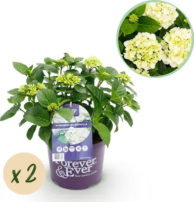 Zdjęcie produktu dla Hydrangea Forever and Ever - biala hortensja, srednica 23cm, wysokosc 55cm, 2
