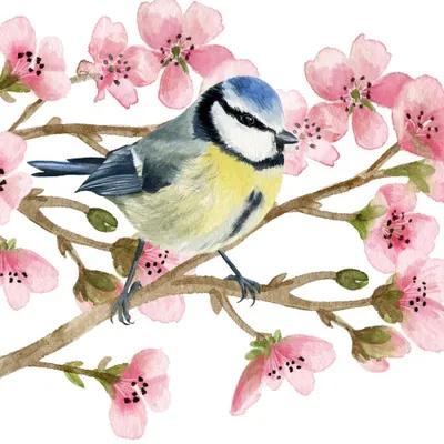Produktbild von 20 Servietten Oiseau Printemps - Blaumeisen in Frühlingszweige 33x33cm