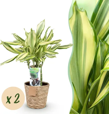 Produktbild von Green boutiQ - Zimmerpflanzen - Dracaena fragrans Diamond Dream - Drachenbaum - Wenig Pflege - mit Korb - Bunt - 2 Pflanzen - Topf 17cm - Höhe 50-55cm