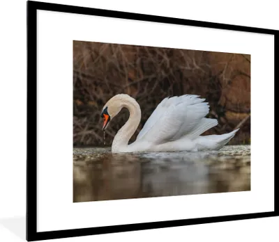 Produktbild von MuchoWow® Gerahmtes Poster Schwan - Wasser - Tiere - Vogel 80x60 cm - Poster mit Schwarzem Bilderrahmen Wandposter Rahmen Foto Bilder - Schlafzimmer-Dekorationen - Fotoposter