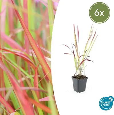Produktbild von Ziergras - Japanisches Blutgras - Imperata cylindrica 'Red Baron' - 9cm Topf - Set mit 6 Pflanzen