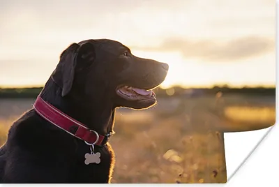 Produktbild von MuchoWow® Poster Ein Labrador Retriever bei Sonnenuntergang 90x60 cm - Schlafzimmer