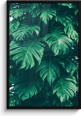 Produktbild von MuchoWow® MuchoWow® Gerahmtes Poster Monstera - Blätter - Pflanzen - Dschungel - Natur 60x90 cm - Poster mit zchwarzem Bilderrahmen - Kunst