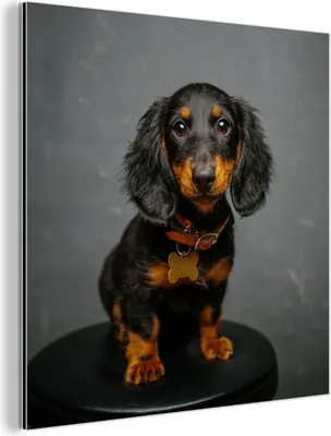 Obrázok produktu pre Nástenná dekorácia Kovový kovový obraz Wall Art 50x50cm Štúdiová fotografia šteniatka jazvečíka Muchowow Hliníkové obrazy
