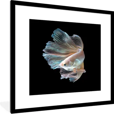 Produktbild von MuchoWow® Gerahmtes Poster Fisch - Schwanz - Schwarz 40x40 cm - Poster mit Schwarzem Bilderrahmen Wandposter Rahmen Foto Bilder - Poster - Plakat im Rahmen