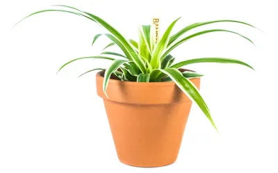 Obrázok produktu pre Gardners Chlorophytum Comosum, priemer 6 cm