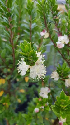 Image de Myrtus communis ssp tarentina / Myrte de Tarente
