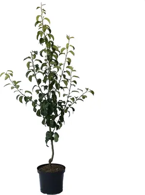 Produktbild von Birnenbaum Gellerts Butterbirne saftig süß Herbstbirne Buschbaum 110-140 cm 10 Liter Topf Quitte A