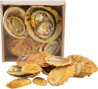 Obrázek produktu pro Dekorační mušle Abelone - Mix - cca 5 až 11 cm - 500 gramů - žlutá