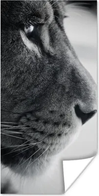 Produktbild von MuchoWow® Poster Tierprofil Löwe in schwarz und weiß 20x40 cm - Plakat - Foto