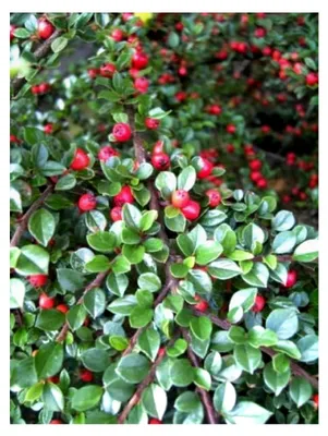 Produktbild von Cotoneaster horizontalis - Fächermispel - Zwergmispel Verpackungseinheit 1