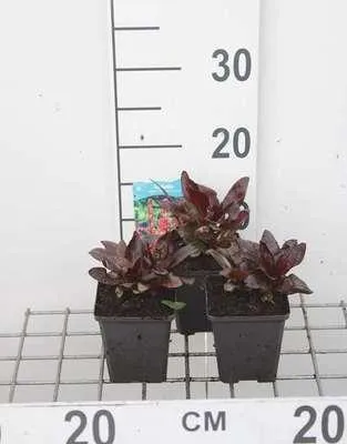 Produktbild von 6 x  Lobelia hybr. 'Queen Victoria' - Lobelie - Topf 9 x 9 cm
