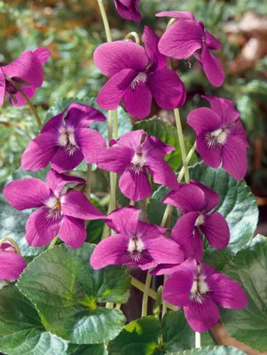 Produktbild von Viola sororia 'Rubra', Veilchen, rubinrot, ca. 9x9 cm Topf