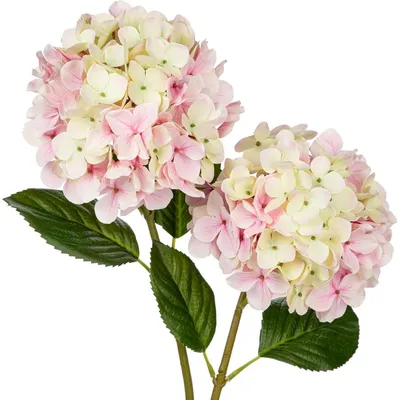 Productafbeelding van Kunsthortensia's, realistische uitstraling, crèmekleurig roze, 2 stuks, 63 cm