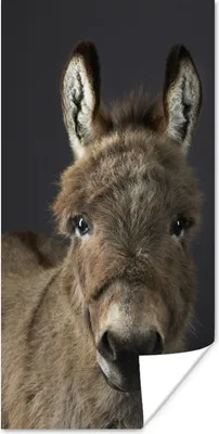 Produktbild von MuchoWow® Poster Portrait-Staffelei 20x40 cm - Plakat - Foto