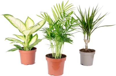 Produktbild von Tropisches Pflanzenset - 3 pflegeleichte Grünpflanzen in einem Set - Bergpalme, Dieffenbachie, Drachenbaum - ca. 30 cm hoch