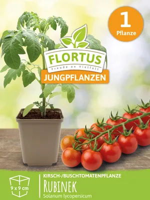 Artikelbild 5 von 'Kirschtomatenpflanze Rubinek' aus der Kategorie Kirschtomatenpflanzen