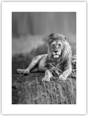 Produktbild von Poster - Poster ohne Rahmen - Löwe Tier Natur - 30x40 cm - Wand Bild - Wanddeko - Wandbilder - Kunstposter - Wandposter - Bilder - Kunstdruck - Wanddekoration - Wandbild - P2XPA30x40-3931