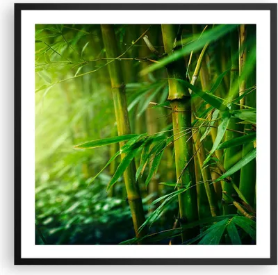 Produktbild von Gerahmtes Poster - Schwarzer Rahmen - Bambus Pflanze - 60x60 cm - Wand Bild - Wanddeko - Wandbilder - Kunstposter - Wandposter - Bilderrahmen - Bilder - Kunstdruck - Wandbild - P2BAC60x60-3558