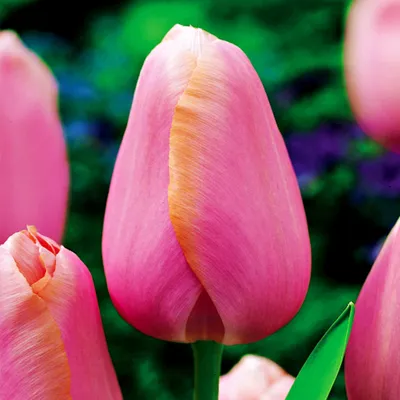 Zdjęcie produktu dla Tulipan Pojedynczy Późny Menton 5 szt. Tulipany Cebulki Tulipanów Cebule