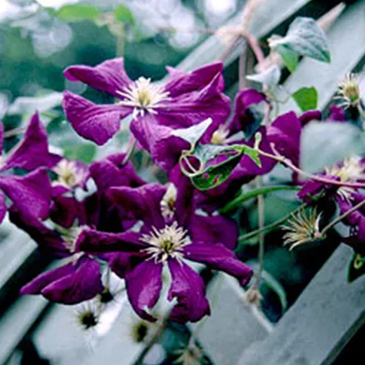 Obrázok produktu pre 2 x  plamienok  - Clematis 'Etoile Violette'  | 50-60 cm v kontajneri
