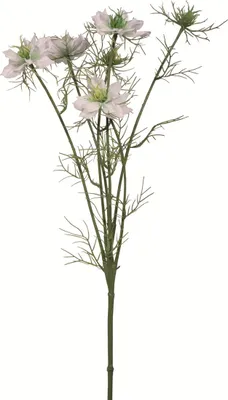 Produktbild von Gilde FINK, Kunstblume, Nigella, Kunststoff, creme, VE 24 Höhe: 66.00 cm Breite: 10.00 cm 64005