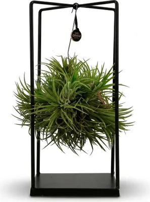 Image de Plante aérienne Tillandsia en pot décoratif - Ø 14 cm - Hauteur : 37 cm