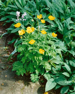 Produktbild von Papaver alpinum ssp. alpinum, Alpenmohn, ca. 9x9 cm Topf