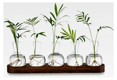 Produktbild von Pflanzen Terrarium Glasvasen, Set aus kleinen Blumenvasen, Hydrokulturvase mit Holztablett, Deko-Vasen für Wohnzimmer und Büro