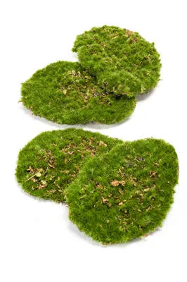 Produktbild von Emerald Moosplatten - Petit | 4 Stück, für drinnen, Kunstpflanze, wie echt, Allergiker geeignet, pflanzliche Dekoration Praxis, Office & Wohnzimmer