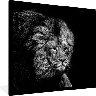 Produktbild von MuchoWow® Gerahmtes Poster Löwe - Tiere - Schwarz - Weiß 40x40 cm - Poster mit Schwarzem Bilderrahmen Wandposter Rahmen Foto Bilder - Mit Rahmen - Wanddekoration Schlafzimmer