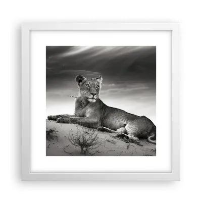 Produktbild von Gerahmtes Poster - Weißer Rahmen - Tierwelt weiblich katze Tier - 30x30 cm - Wand Bild - Wanddeko - Wandbilder - Wandposter - Bilderrahmen - Bilder - Kunstdruck - Wandbild - P2WAC30x30-3165