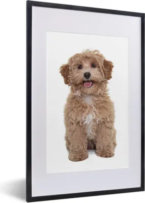 Produktbild von MuchoWow® Gerahmtes Poster Hund - Haustiere - Fell 40x60 cm - Poster mit Schwarzem Bilderrahmen Wandposter Rahmen Foto Bilder - Poster in Rahmen