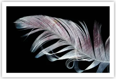 Produktbild von Poster - Poster ohne Rahmen - Feder die Farben Zartheit - 91,5x61 cm - Wand Bild - Wanddeko - Wandbilder - Kunstposter - Wandposter - Bilder - Kunstdruck - Wanddekoration - Wandbild - P2XAA91x61-4959