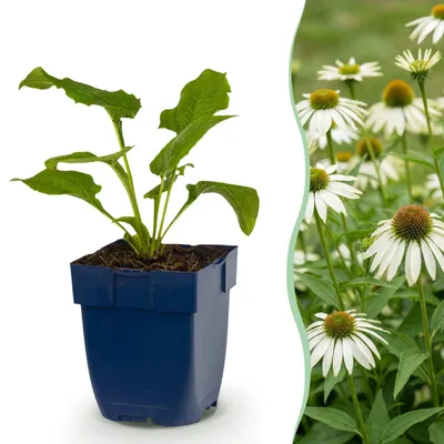Produktbild von Green boutiQ - Stauden - Echinacea purp. Alba - Sonnenhut - Bienen- und Schmetterlingszieher - Weiß - 12 Pflanzen - Topf 11cm - Höhe 15-25cm