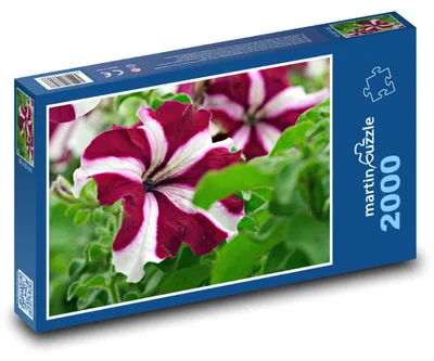 Produktbild von Puzzle 2000 Petunien im Garten - martinpuzzle
