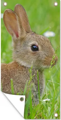 Produktbild von MuchoWow® 80x160 cm Outdoor-Poster Gartendeko Sichtschutz Garten Poster für den Garten  Kaninchen - Blumen - Gras