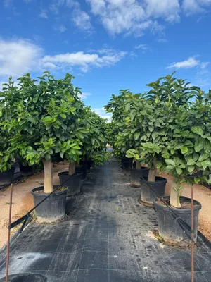Zdjęcie produktu dla Sunny Tree Lemon Tree XXL 200 cm - Idealne do ogrodów i na tarasy - Wysokiej jakości towar klasy A - Owocujące - 15 lat