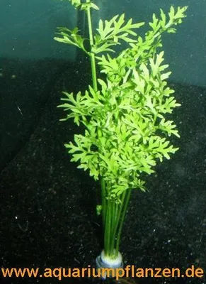 Produktbild von 1 Bund Hornfarn, Ceratopteris cornuta, Sumatrafarn